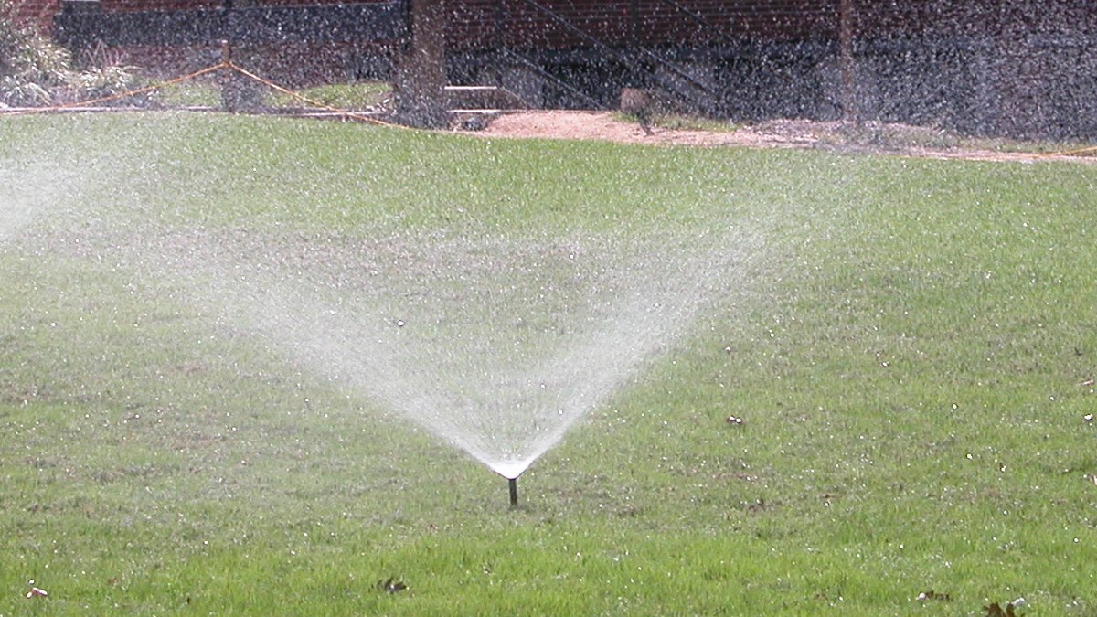Close-up of a healthy pop-up sprinkler head fully extended and spraying a fan of water